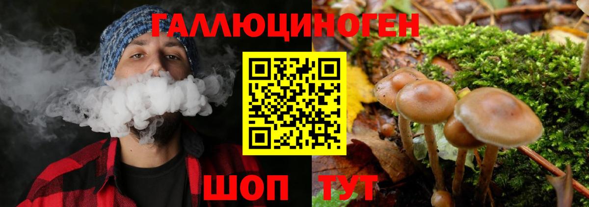Псилоцибиновые грибы Psilocybe Волгоград